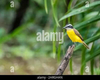 Adulte Petit Kiskadee (Pitangus Licher), Belluda Creek, Ucayali River, Amazon Basin, Loreto, Pérou, Amérique Du Sud Banque D'Images