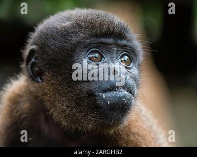 Un singe laineux commun adulte (Lagothrix lagothricha), dans les arbres le long de la rivière Yarapa, Nauta, Pérou, Amérique du Sud Banque D'Images