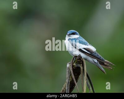 Déglutissez adulte à ailes blanches (Tachycineta albiventer), Belluda Creek, Ucayali River, Amazon River Basin, Pérou, Amérique du Sud Banque D'Images