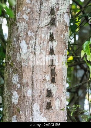 Les chauves-souris adultes (Rhynchonycteris naso), qui se reposent pendant la journée sur la rivière Yanayacu, Loreto, Pérou, Amérique du Sud Banque D'Images