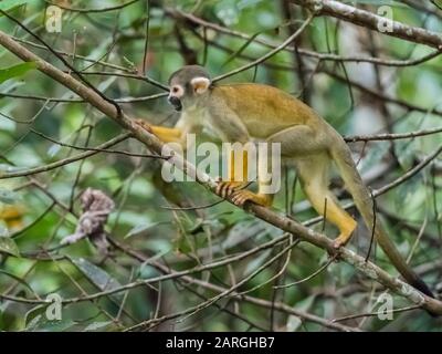 Singe adulte d'écureuil commun (Saimiri sciurus), affluent de Pahuachiro, bassin amazonien, Loreto, Pérou, Amérique du Sud Banque D'Images