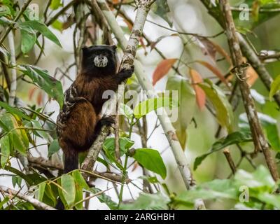 Une Tamarin De Saddleback Adulte (Saguinus Fucicollis), Sur Nauta Cano, Amazon Basin, Loreto, Pérou, Amérique Du Sud Banque D'Images