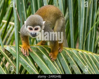 Singe adulte d'écureuil commun (Saimiri sciurus), dans le village de San Francisco, le bassin amazonien, Loreto, Pérou, Amérique du Sud Banque D'Images