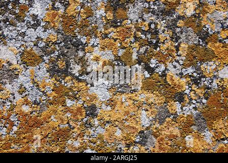 Ancienne texture en pierre recouverte de lichens cégetés Banque D'Images