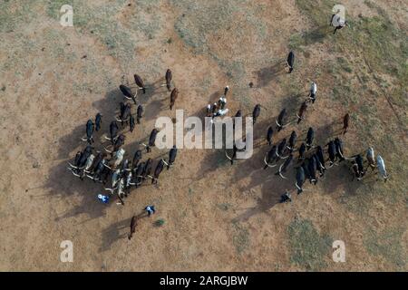 Antenne de bétail se déplaçant dans un trou d'eau, festival Gerewol, concours rituel de courteship entre le peuple Wodaabe Fula, Niger, Afrique de l'Ouest, Afrique Banque D'Images
