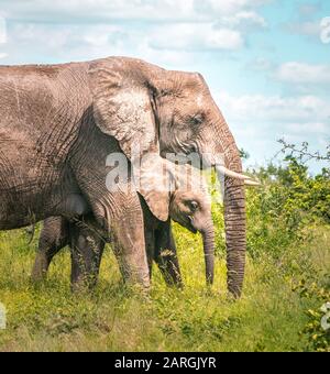 Éléphant féminin avec éléphant bébé dans le désert de l'Afrique du Sud Banque D'Images