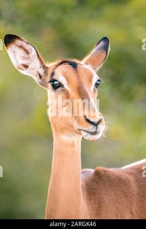 Magnifique Impala Dans Le Parc National Kruger, Afrique. Banque D'Images