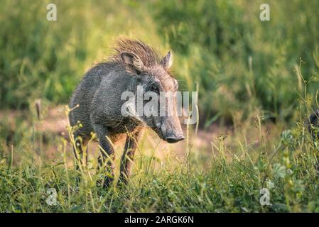 Baby Warthog près de l'appareil photo dans le parc national Kruger Afrique du Sud Banque D'Images