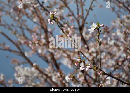 Bourgeons roses sur les branches de cerisier fleuri Banque D'Images