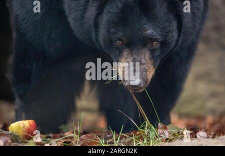 Zoo D'Osnabruck, Allemagne. 28 janvier 2020, Basse-Saxe, Osnabrück: L'ours noir "miel" ose jeter un coup d'oeil à l'enceinte d'ours noir dans le monde animal nord-américain 'Manitoba' au zoo d'Osnabrück. L'animal provient à l'origine de Malte, où il a été sauvé de mauvaises conditions d'élevage. Photo: Friso Gentsch/dpa Credit: DPA Picture Alliance/Alay Live News Banque D'Images