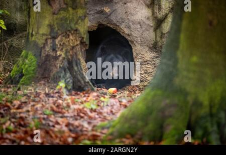 Zoo D'Osnabruck, Allemagne. 28 janvier 2020, Basse-Saxe, Osnabrück: L'ours noir "miel" ose jeter un coup d'oeil à l'enceinte d'ours noir dans le monde animal nord-américain 'Manitoba' au zoo d'Osnabrück. L'animal provient à l'origine de Malte, où il a été sauvé de mauvaises conditions d'élevage. Photo: Friso Gentsch/dpa Credit: DPA Picture Alliance/Alay Live News Banque D'Images