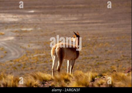 Vicuna pacage près du lac Miniques, Lagunas Altiplanicas, Antofagasta, Chili Banque D'Images