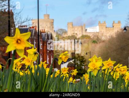 Les jonquilles fleurissent près du château de Windsor dans le Berkshire. Banque D'Images