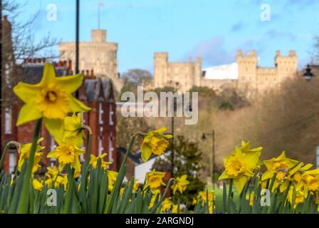 Les jonquilles fleurissent près du château de Windsor dans le Berkshire. Banque D'Images