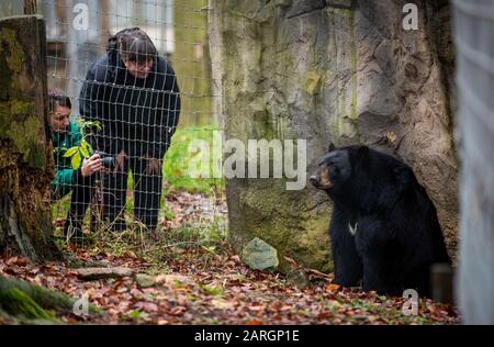 Zoo D'Osnabruck, Allemagne. 28 janvier 2020, Basse-Saxe, Osnabrück: L'ours noir 'miel' est photographié par des gardiens dans l'enceinte de l'ours noir dans le monde animal nord-américain 'Manitoba' au zoo d'Osnabrück. L'animal provient à l'origine de Malte, où il a été sauvé de mauvaises conditions d'élevage. Photo: Friso Gentsch/dpa Credit: DPA Picture Alliance/Alay Live News Banque D'Images