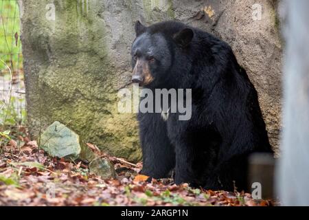 Zoo D'Osnabruck, Allemagne. 28 janvier 2020, Basse-Saxe, Osnabrück: L'ours noir 'miel' se trouve dans l'enceinte de l'ours noir dans le monde animal nord-américain 'Manitoba' au zoo d'Osnabrück. L'animal provient à l'origine de Malte, où il a été sauvé de mauvaises conditions d'élevage. Photo: Friso Gentsch/dpa Credit: DPA Picture Alliance/Alay Live News Banque D'Images