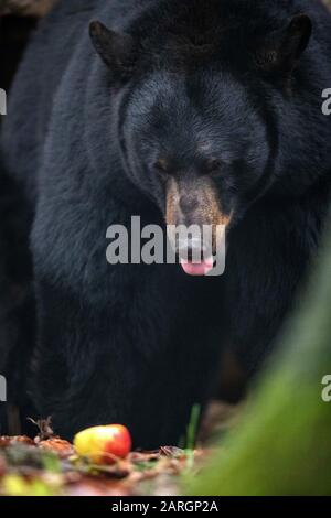 Zoo D'Osnabruck, Allemagne. 28 janvier 2020, Basse-Saxe, Osnabrück: L'ours noir 'miel' regarde une pomme dans l'enceinte de l'ours noir dans le monde animal nord-américain 'Manitoba' au zoo d'Osnabrück. L'animal provient à l'origine de Malte, où il a été sauvé de mauvaises conditions d'élevage. Photo: Friso Gentsch/dpa Credit: DPA Picture Alliance/Alay Live News Banque D'Images