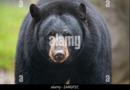 Zoo D'Osnabruck, Allemagne. 28 janvier 2020, Basse-Saxe, Osnabrück: L'ours noir 'miel' se trouve dans l'enceinte de l'ours noir dans le monde animal nord-américain 'Manitoba' au zoo d'Osnabrück. L'animal provient à l'origine de Malte, où il a été sauvé de mauvaises conditions d'élevage. Photo: Friso Gentsch/dpa Credit: DPA Picture Alliance/Alay Live News Banque D'Images