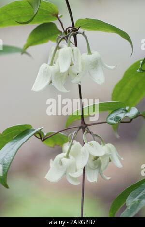 Clematis urophylla 'Winter Beauty' A, un grimpeur vert à fleurs d'hiver Banque D'Images