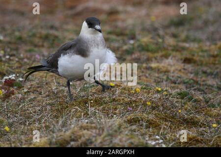 Skua À Queue Longue, Svalbard Banque D'Images