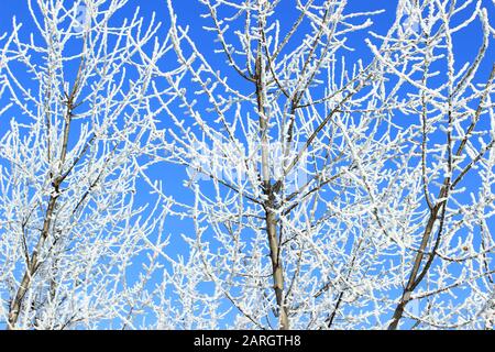 Paysage idyllique d'hiver. Arbres couverts de neige. Banque D'Images