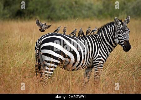 Le zèbre de Burchell, Equus burchelli, des profils avec Réorganisation de starling sur son dos, creatophora cinerea, parc de Masai Mara au Kenya Banque D'Images