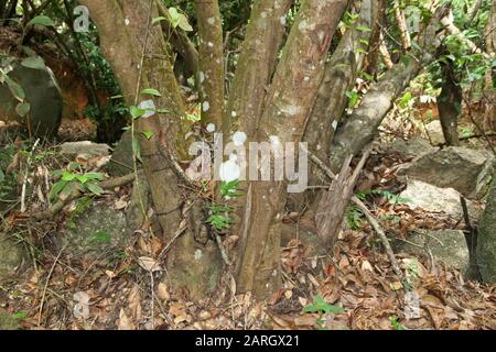 Base de tronc d'arbre cannelle, (Cinnamomum verum), la Digue, Seychelles. Banque D'Images