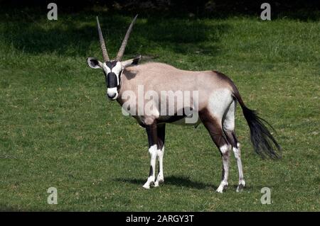 Gemsbok, oryx gazella, Homme debout sur herbe Banque D'Images
