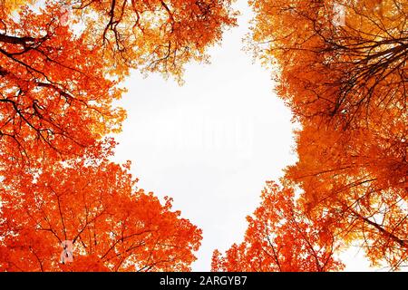 Arbres colorés d'automne en hauteur qui façonnent le cœur Banque D'Images
