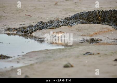 Nœud (Calidris canutus) se nourrissant sur des vasières à marée basse, Lindisfarne, côte de Lincolbrian, Angleterre, Royaume-Uni, GB Banque D'Images