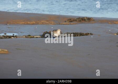 Nœud (Calidris canutus) se nourrissant sur des vasières à marée basse, Lindisfarne, côte de Lincolbrian, Angleterre, Royaume-Uni, GB Banque D'Images