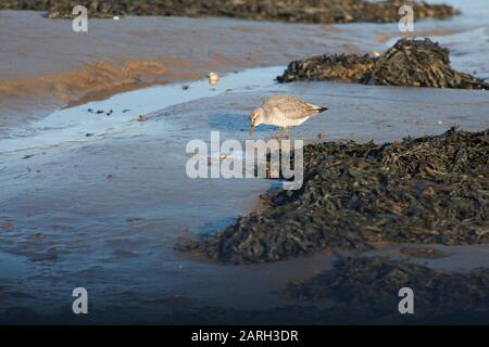 Nœud (Calidris canutus) se nourrissant sur des vasières à marée basse, Lindisfarne, côte de Lincolbrian, Angleterre, Royaume-Uni, GB Banque D'Images