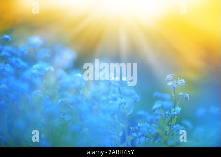 Blue Forget Me Pas fleurs dans la prairie. Mise au point sélective et faible profondeur de champ. Banque D'Images