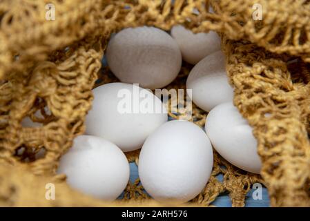 Œufs blancs dans un sac en osier sur un plan d'examen en bois bleu. Banque D'Images