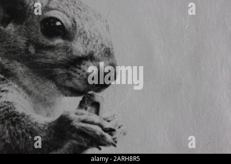 Noir Et Blanc D Un Ecureuil Gris De L Est Dans Le Piemont De Caroline Du Nord Photo Stock Alamy