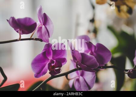 Belles fleurs d'orchidées phalaenopsis violettes sur fond flou Banque D'Images