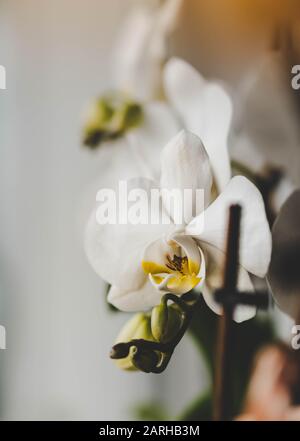 Lune orchidées fleurs se rapprochant avec fond bokeh Banque D'Images