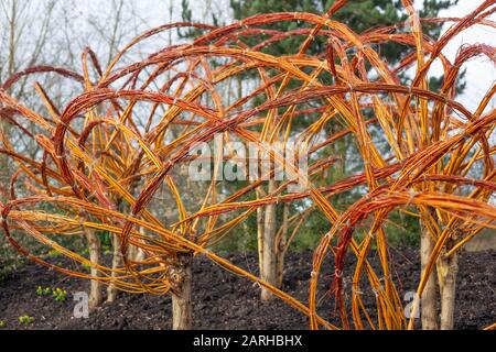 Jardins du Royaume-Uni - Magnifique sculpture de jardin des variétés Golden Willows /Salix alba vitellina 'Elverton' à RHS Hyde Hall dans Essex, en Grande-Bretagne. Banque D'Images