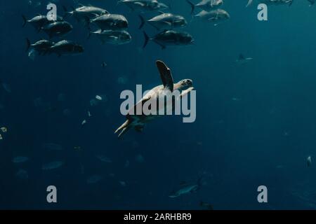 Piscine tortue Banque D'Images