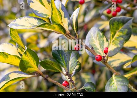 Jardins du Royaume-Uni - gros plan de l'arbuste vert brillant à l'état rouge, Euonymus fortleei 'Emerald 'n' Gold'. Banque D'Images