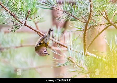 Goldcrest accroché à la pinède Banque D'Images