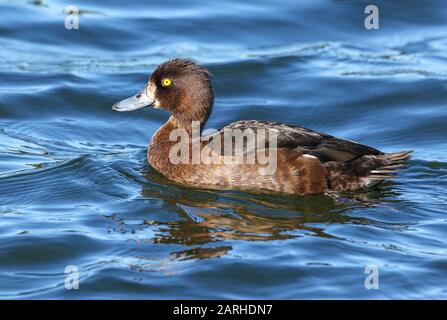 Le canard touffé femelle (Aythya fuligula) nage sur le Dieksee, Allemagne. Il y a actuellement ce type de canard. La tendance augmente. Banque D'Images