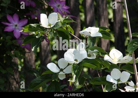 Romantique jardin d'été fleurs blanches de cornus de Dogwood vénus et clematis rose au soleil du matin Banque D'Images