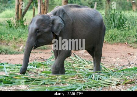 Camp de réfugiés de l'éléphant Sri-lankais. 'Udawalawe' Transit Home est un refuge pour les bébés éléphants, la majorité qui ont été affectés par la tragique inciden Banque D'Images