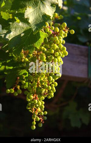 raisins sur la vigne à la lumière du soleil Banque D'Images