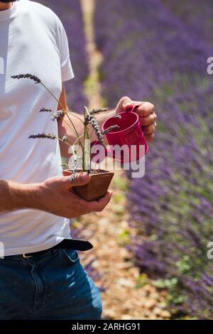 L'homme se tient au milieu d'un champ de lavande arrosant une plante arrosée Banque D'Images