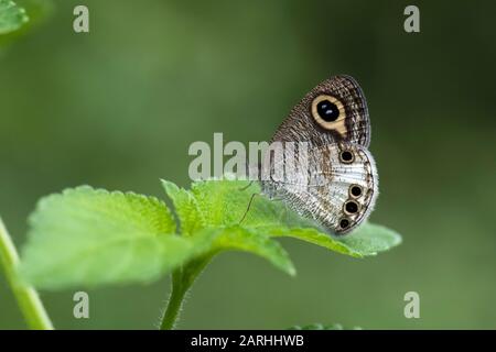 Papillon blanc À Quatre anneaux, Ypthima ceylonica, reposant sur la feuille en forêt, Sri Lanka, espèces de Satyrinae Banque D'Images