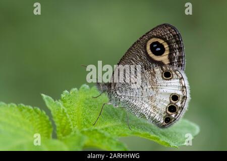 Papillon blanc À Quatre anneaux, Ypthima ceylonica, reposant sur la feuille en forêt, Sri Lanka, espèces de Satyrinae Banque D'Images