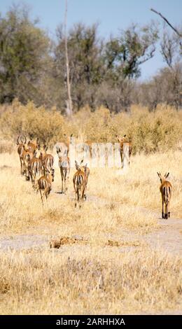 Troupeau de mammifères marchant dans le désert de kalahari Banque D'Images