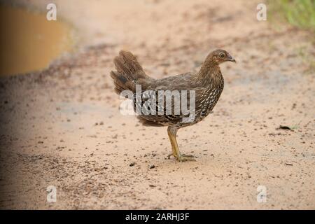 Sri Lankan (Ceylon) Junglefowl, Gallus lafayettii, dans l'habitat forestier, Réserve de Sinharaja, Sri Lanka, femme, Banque D'Images